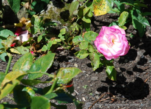 Jardin botanique de Wellington, Wellington, île du Nord, Nouvelle-Zélande