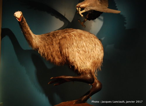 Musée Te Papa Tongarewa, Wellington, île du Nord, Nouvelle-Zélande