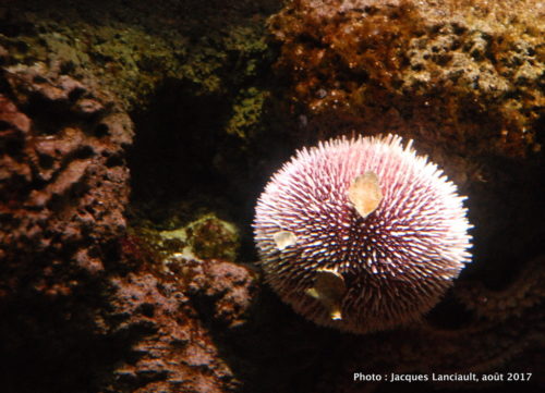 Aquarium de Paris, Paris, France