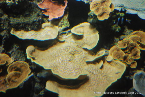 Aquarium de Paris, Paris, France