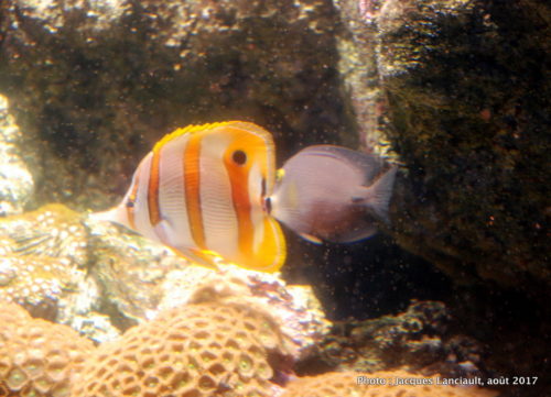 Aquarium de Paris, Paris, France
