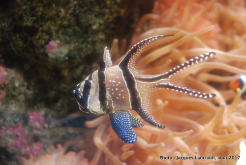 Aquarium de Paris, Paris, France