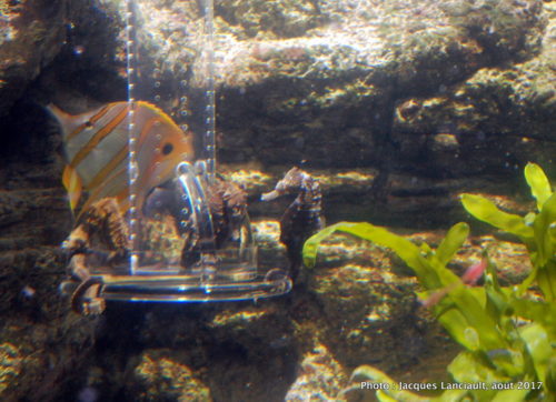 Aquarium de Paris, Paris, France