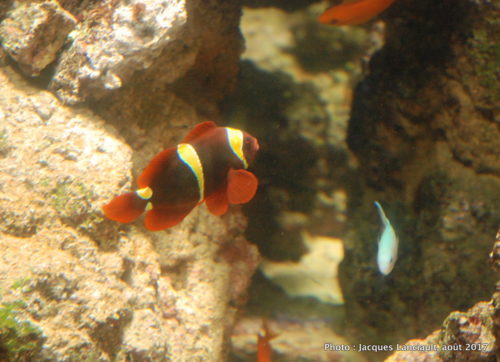 Aquarium de Paris, Paris, France