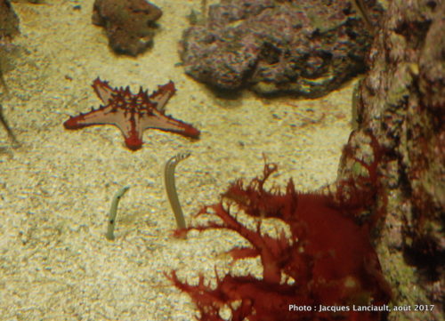 Aquarium de Paris, Paris, France