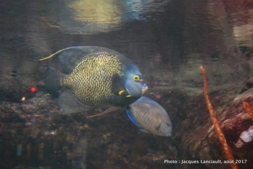 Aquarium de Paris, Paris, France