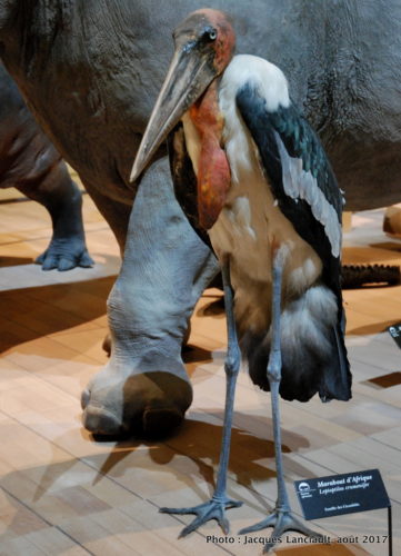 Muséum national d’histoire naturelle, Paris, France