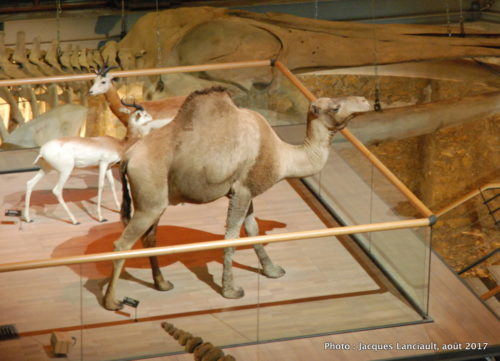 Muséum national d’histoire naturelle, Paris, France