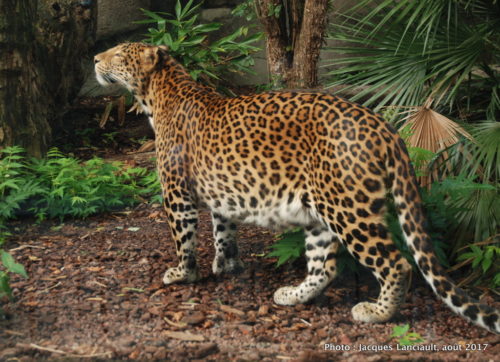 Ménagerie du Jardin des plantes de Paris, Paris, France