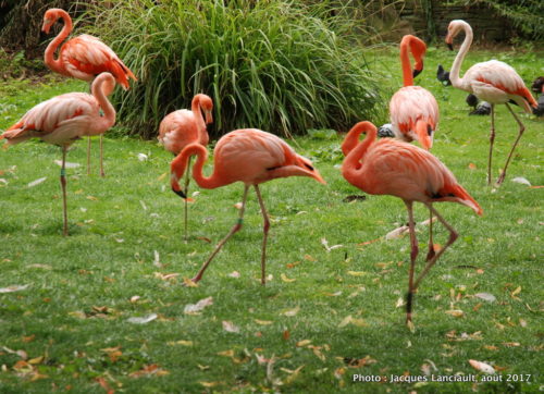 Ménagerie du Jardin des plantes de Paris, Paris, France