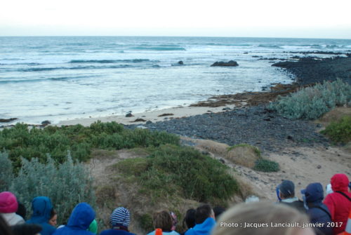 Summerland Beach, Phillip Island, Australie