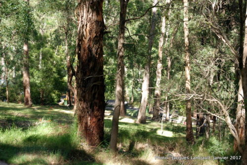 Puffing Billy, Belgrade, Australie