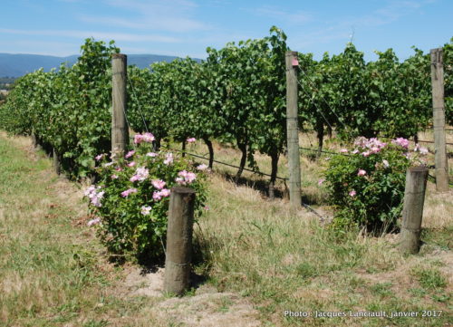 Green Point, Yarra Valley, État du Victoria, Australie