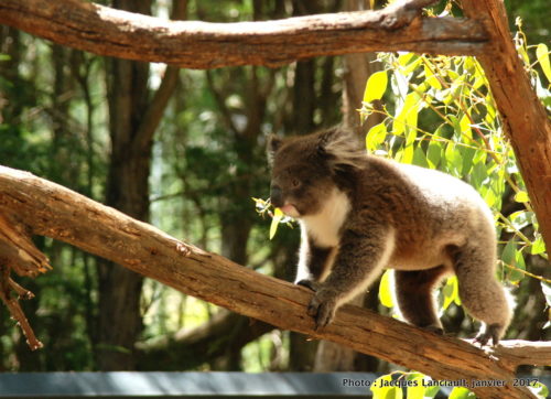 Healesville Sanctuary, Healesville, État du Victoria, Australie