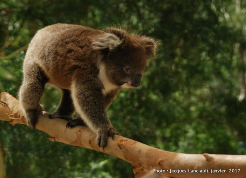 Healesville Sanctuary, Healesville, État du Victoria, Australie