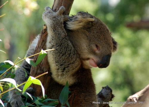 Healesville Sanctuary, Healesville, État du Victoria, Australie