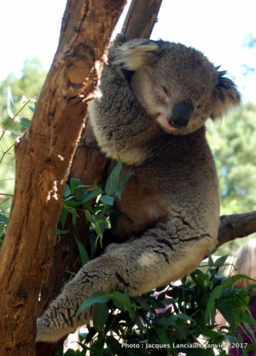 Healesville Sanctuary, Healesville, État du Victoria, Australie