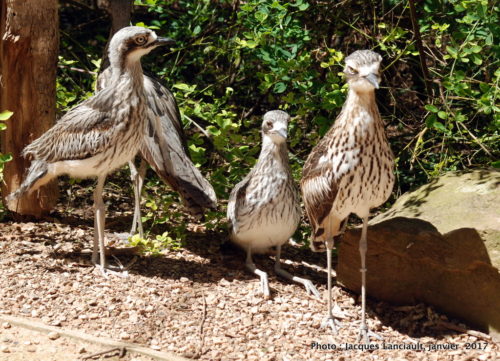 Healesville Sanctuary, Healesville, État du Victoria, Australie