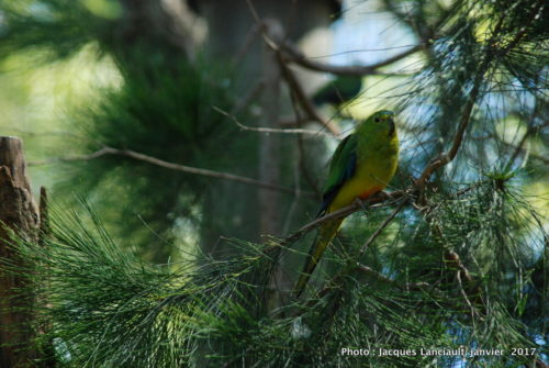 Healesville Sanctuary, Healesville, État du Victoria, Australie