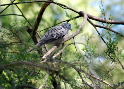 Healesville Sanctuary, Healesville, État du Victoria, Australie