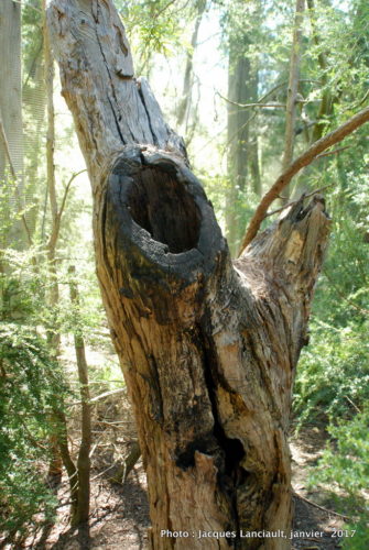 Healesville Sanctuary, Healesville, État du Victoria, Australie