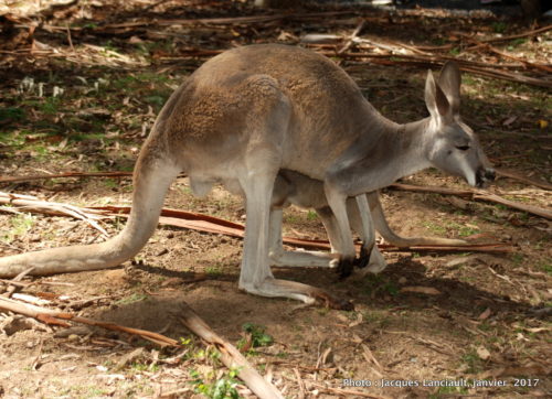 Healesville Sanctuary, Healesville, État du Victoria, Australie