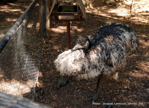 Healesville Sanctuary, Healesville, État du Victoria, Australie