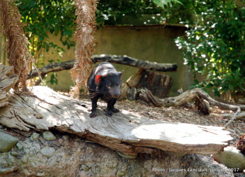 Healesville Sanctuary, Healesville, État du Victoria, Australie