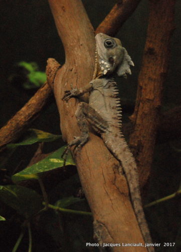 Healesville Sanctuary, Healesville, État du Victoria, Australie