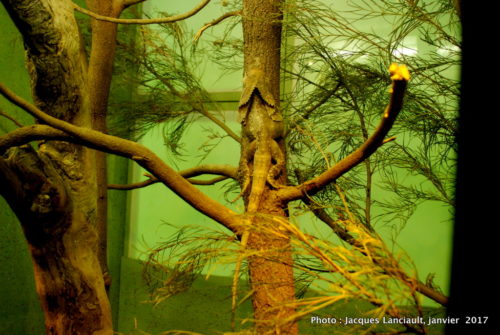 Healesville Sanctuary, Healesville, État du Victoria, Australie