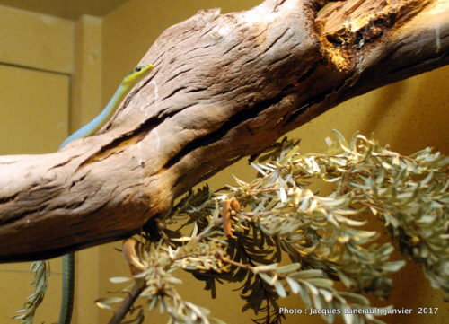 Healesville Sanctuary, Healesville, État du Victoria, Australie