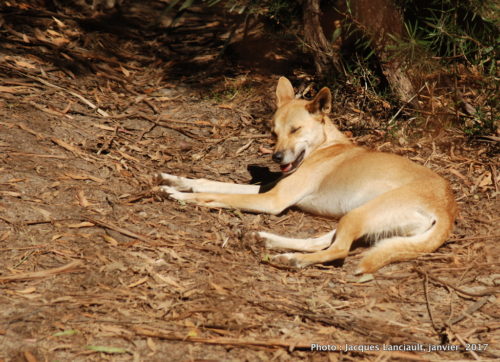 Healesville Sanctuary, Healesville, État du Victoria, Australie
