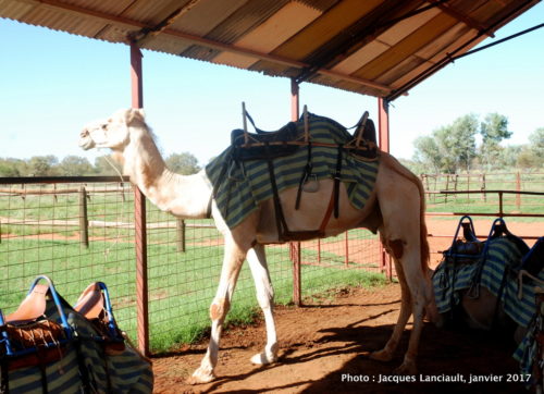 Ferme de dromadaires, Outback, Australie
