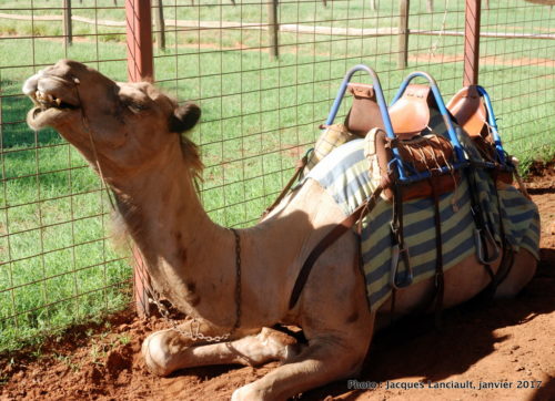Ferme de dromadaires, Outback, Australie