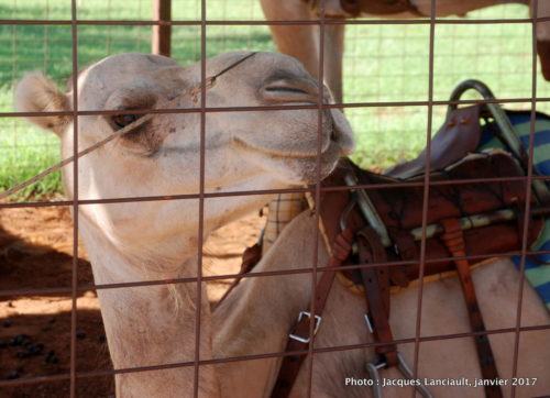 Ferme de dromadaires, Outback, Australie