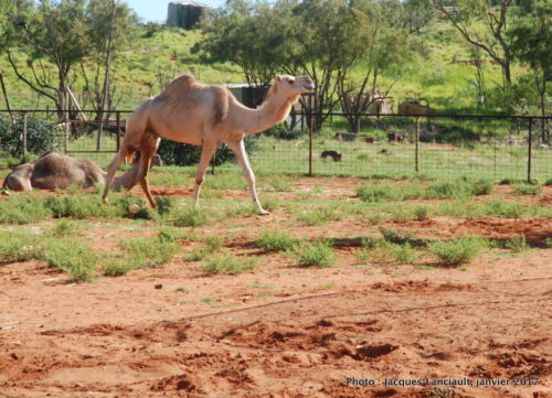 Ferme de dromadaires, Outback, Australie