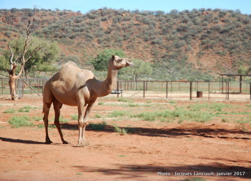 Ferme de dromadaires, Outback, Australie