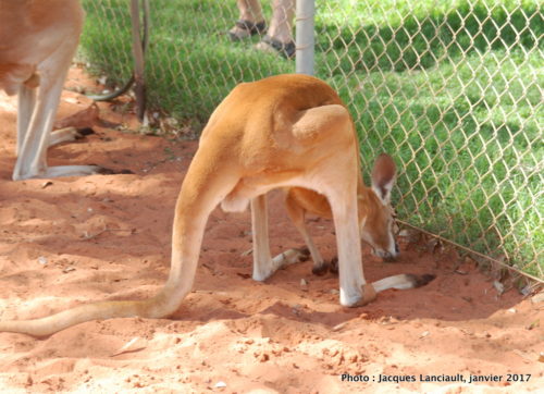 Ferme de dromadaires, Outback, Australie