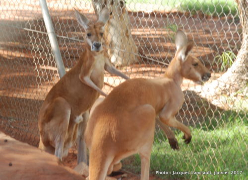 Ferme de dromadaires, Outback, Australie