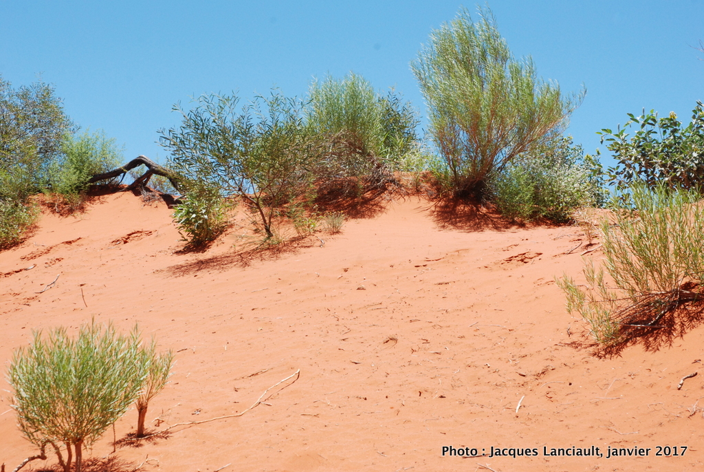Le désert… d’Alice Springs au mont Uluru!