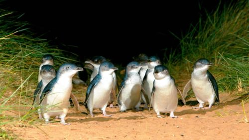 Summerland Beach, Phillip Island, Australie