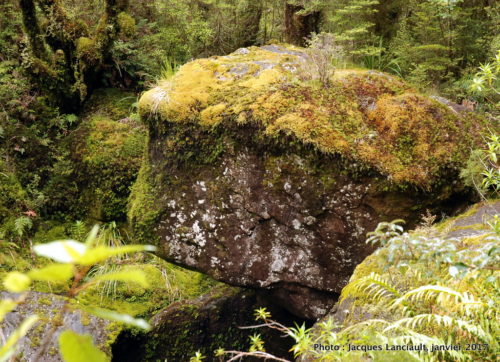 The Chasm Walk, parc national de Fjordland, île du Sud, Nouvelle-Zélande