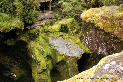 The Chasm Walk, parc national de Fjordland, île du Sud, Nouvelle-Zélande