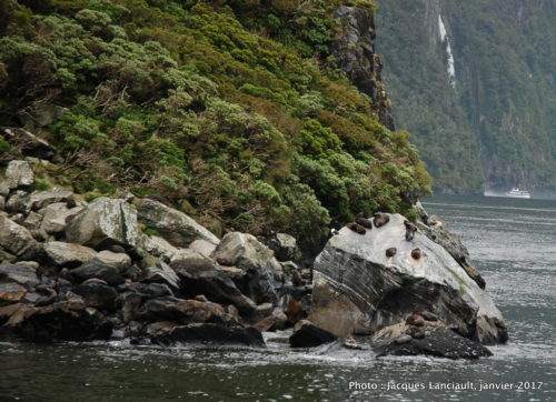 Spirit of Milford, Southern Discoveries, Milford Sound, île du Sud, Nouvelle-Zélande