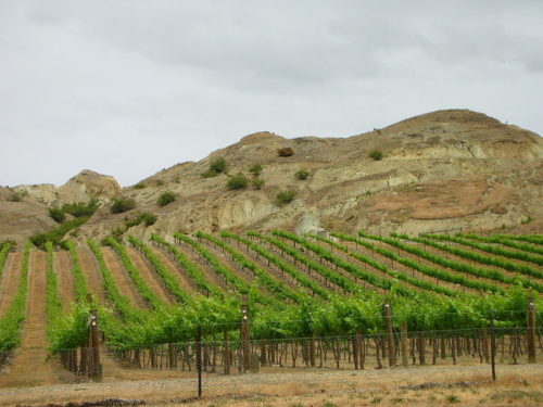Vignoble, Central Otago, île du Sud, Nouvelle-Zélande