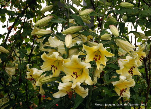 Jardins Mrs Jones, Otago, île du Sud, Nouvelle-Zélande