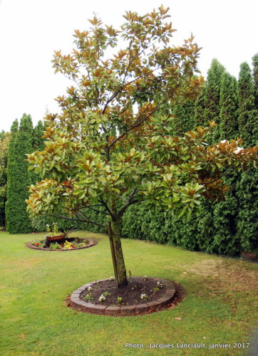 Jardins Mrs Jones, Otago, île du Sud, Nouvelle-Zélande