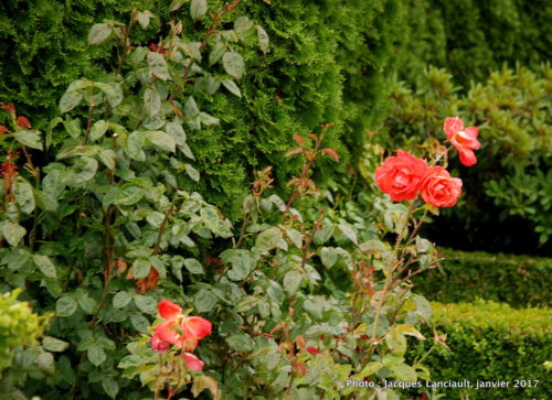 Jardins Mrs Jones, Otago, île du Sud, Nouvelle-Zélande