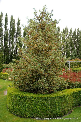 Jardins Mrs Jones, Otago, île du Sud, Nouvelle-Zélande