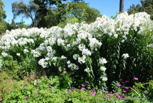 Jardin botanique, Christchurch, île du Sud, Nouvelle-Zélande